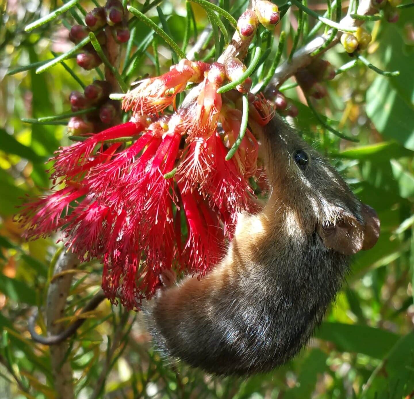 Honey possum in a banksia at a biodiverse planting site