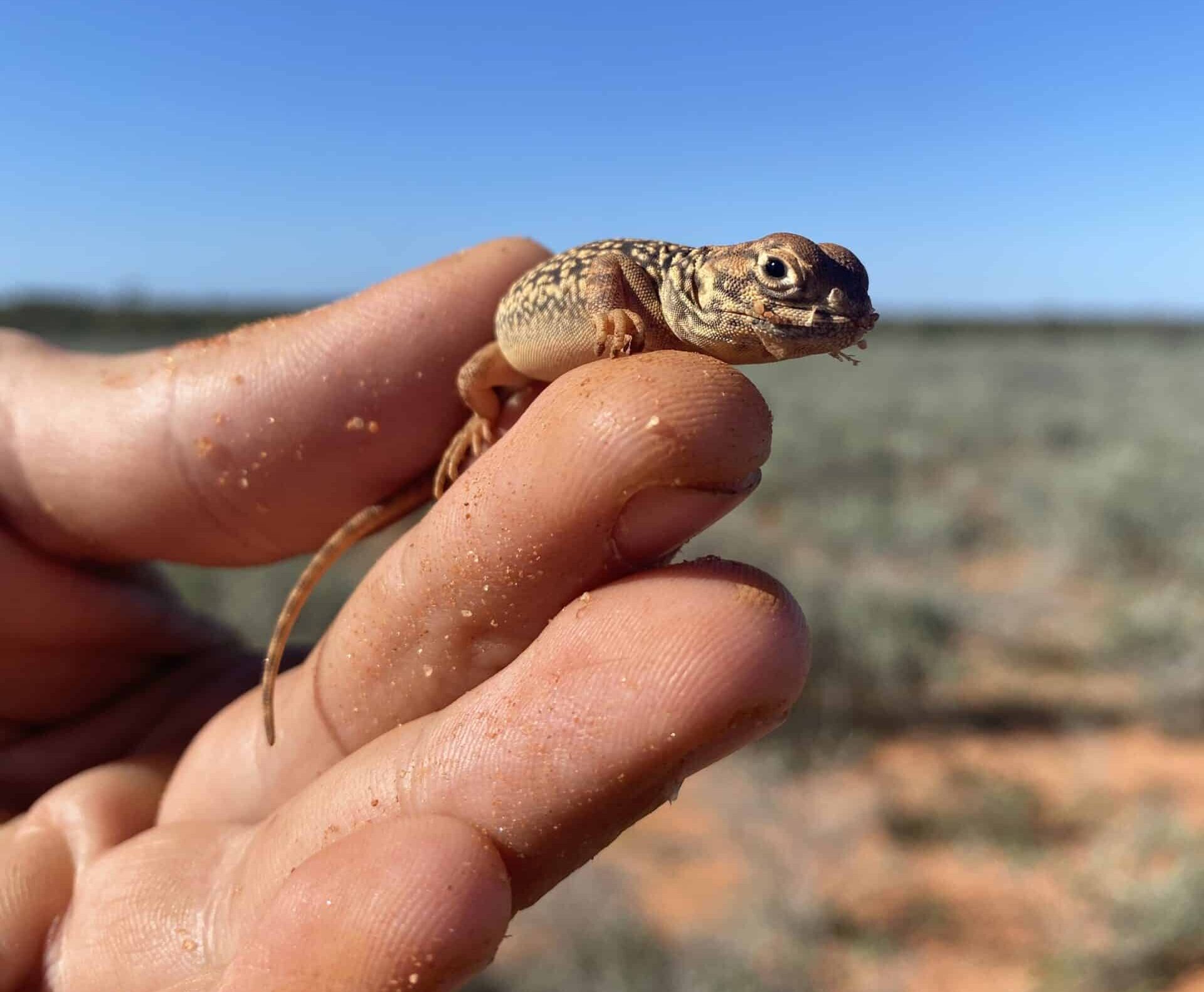 Small lizard held by a planting volunteer at Eurardy