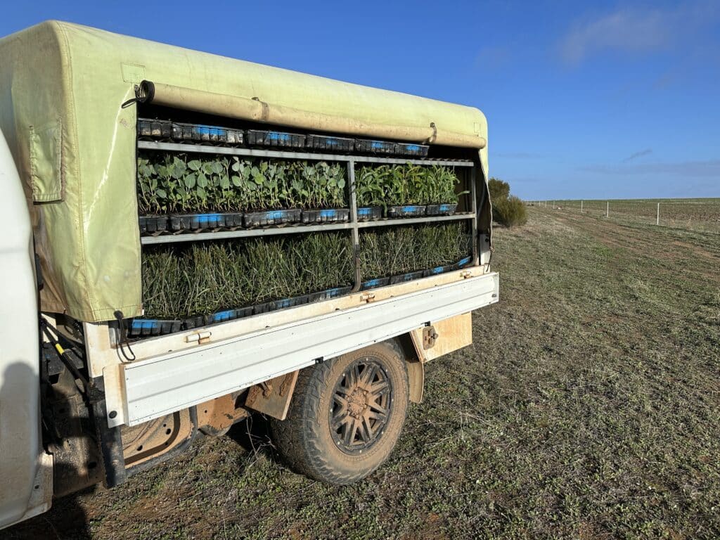 Truck of seedlings for Infill planting at Bencubbin