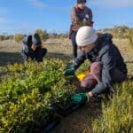 People planting trees at Bencubbin