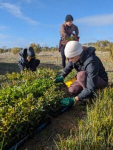 People planting trees at Bencubbin