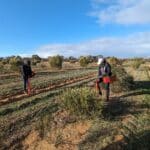 People on site for infill planting at Bencubbin