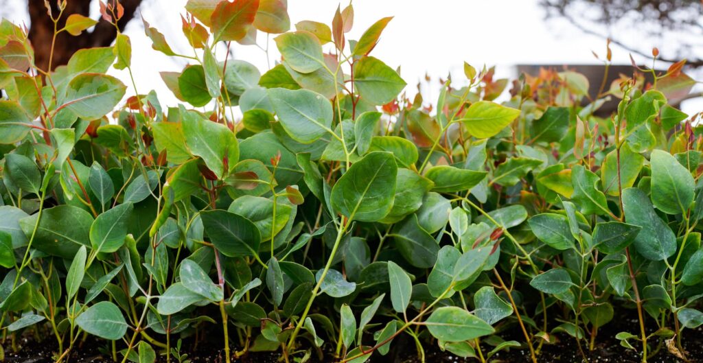 Seedlings ready for restoration planting site