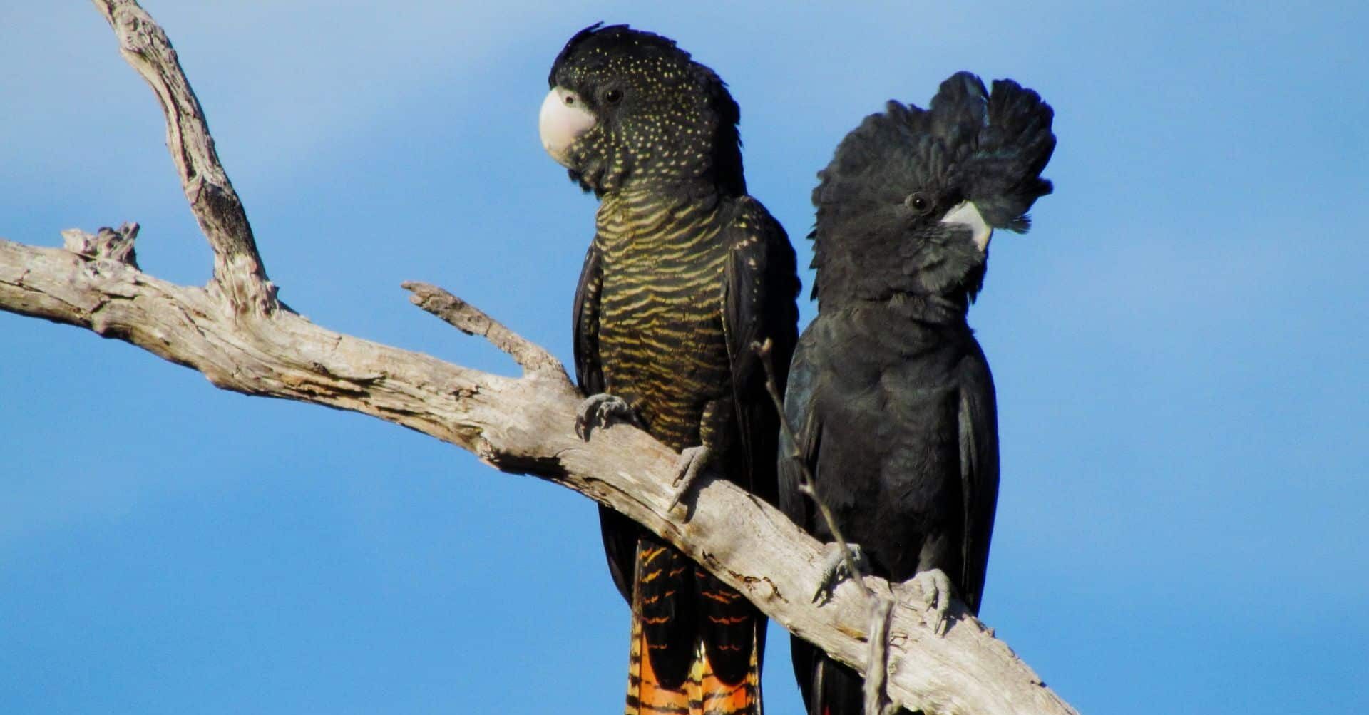 Black Cockatoos