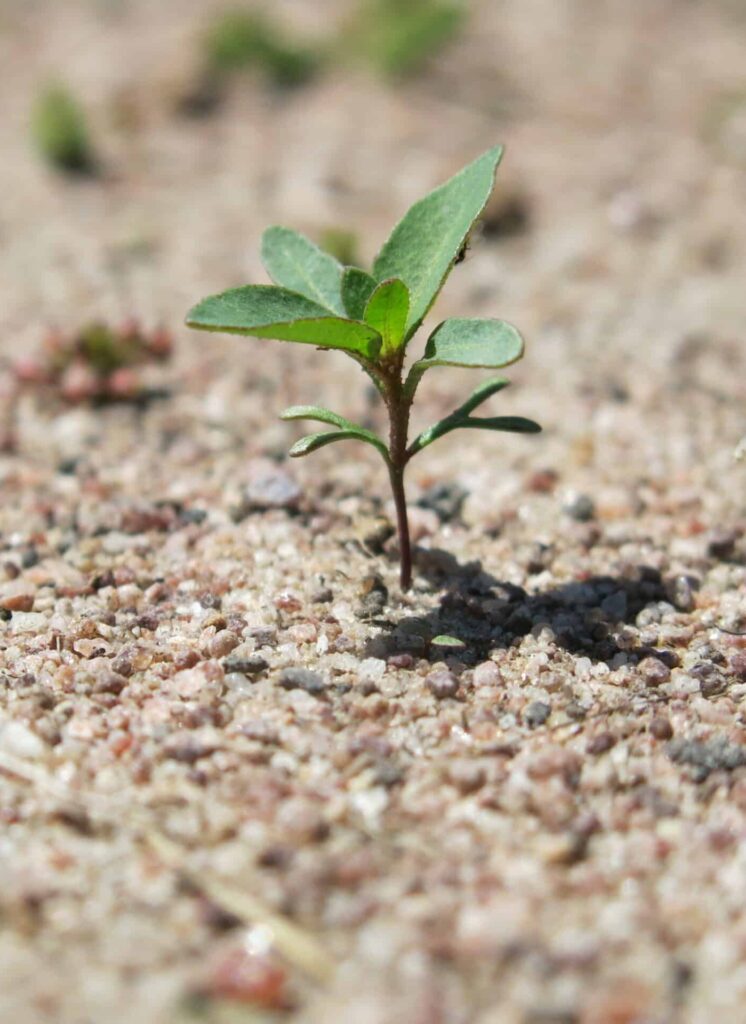 Eucalyptus seedling in the ground