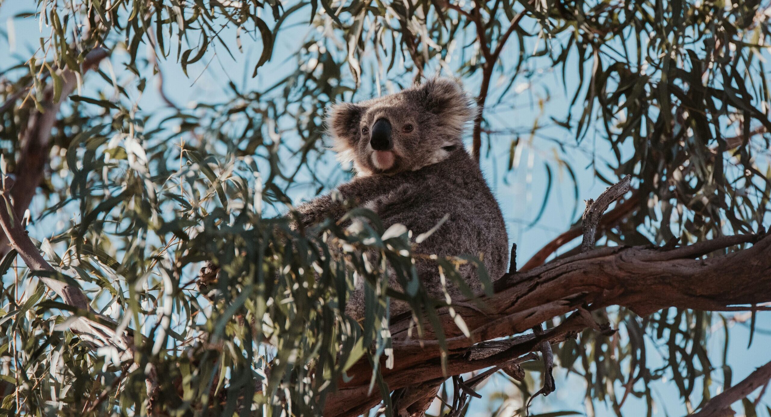 Koala in a tree at a planting site