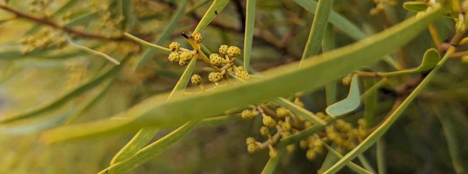 close up of leaves at planting site