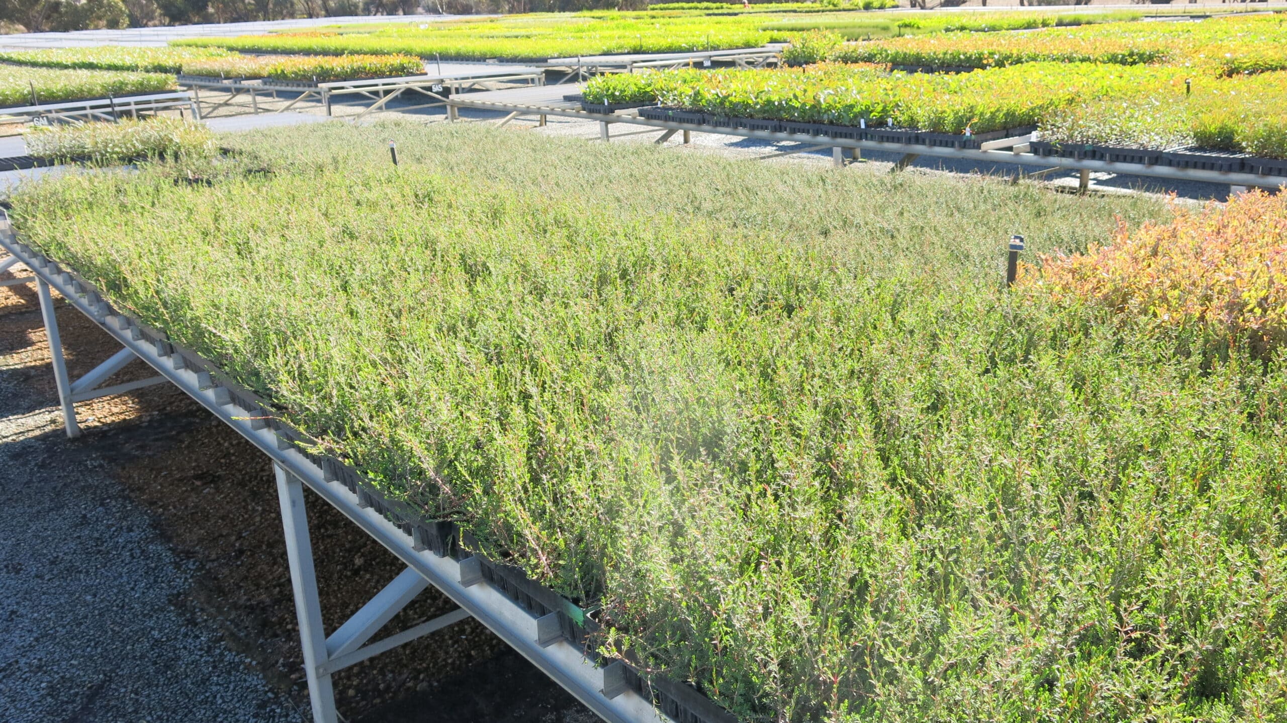 Western Australian native seedlings in seedling trays on benches at a nursery.