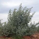 Atriplex nummularia ('Old Man Saltbush')