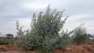 Atriplex nummularia ('Old Man Saltbush')