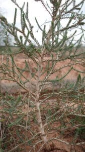 Close up of a healthy plant.