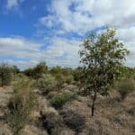 Trees thriving in planting area.