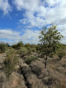 Trees thriving in planting area.