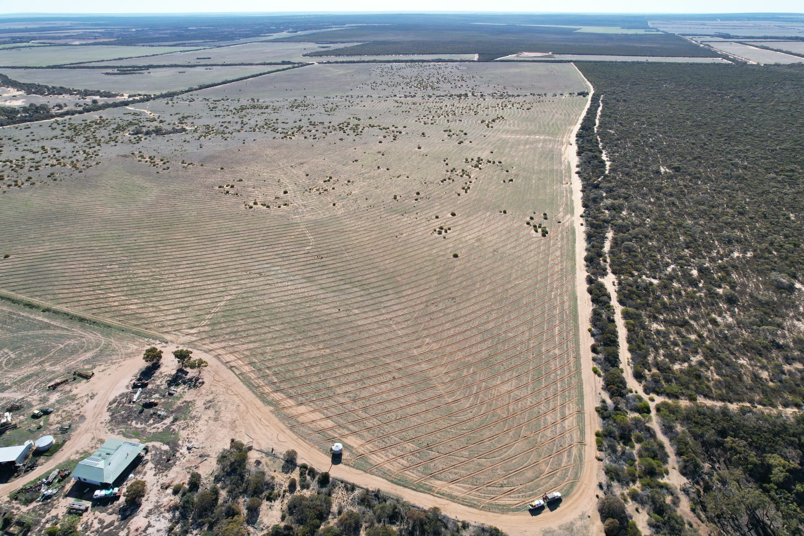 High angled drone image of planting rows in sandy soil adjacent to remnant vegetation (Chiddarcooping Nature Reserve)