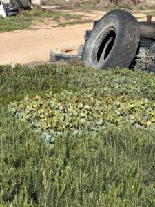 close up shot of a variety of Western Australian native seedlings