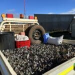 Ute tray full of native seedlings.