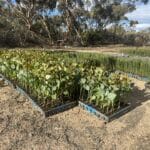 close up of mixed seedling trays on dirt ground