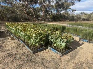 close up of mixed seedling trays on dirt ground