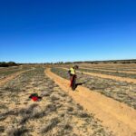 Man standing in planting row with bucket full of seedlings ready to plant