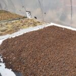 Western Australian native seeds in metal hot room drying out