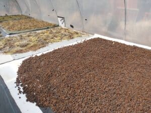 Western Australian native seeds in metal hot room drying out