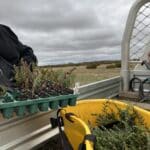 Person collection seedlings from tray and putting them into a bucket off the back of a ute.