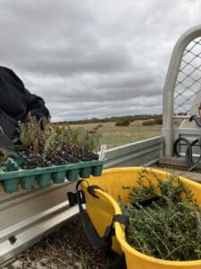 Person collection seedlings from tray and putting them into a bucket off the back of a ute.