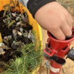 Boy putting seeding down a planting device tube from a bucket of seedlings.