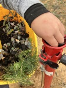 Boy putting seeding down a planting device tube from a bucket of seedlings.