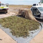 Collection of plant seeds (Hakea invaginata) spread out on a grey tarp on bare ground next to two vehicles.