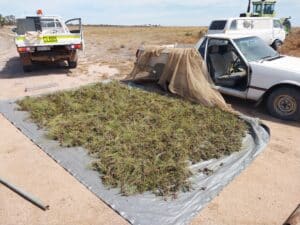 Collection of plant seeds (Hakea invaginata) spread out on a grey tarp on bare ground next to two vehicles.