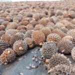 close up shot of native seed (Allocasuarina acutivalvis)