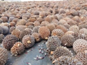 close up shot of native seed (Allocasuarina acutivalvis)