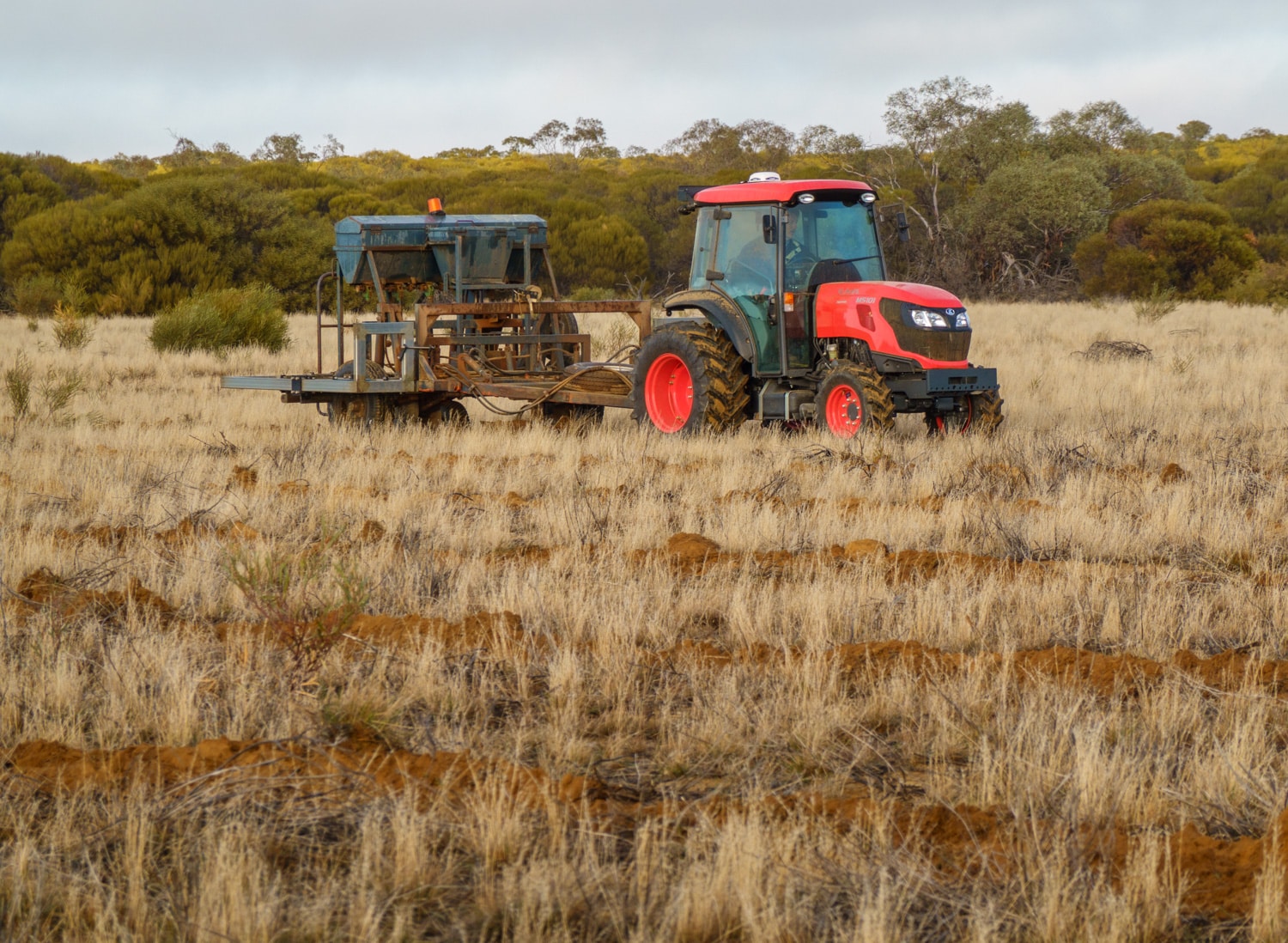 Red tractor with soil ripping trailer in between planting rows.