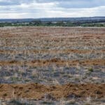 sandy brown planting rows with weeds between.