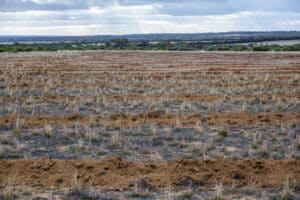 sandy brown planting rows with weeds between.