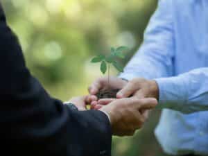 Business owner hands holding tree seedling