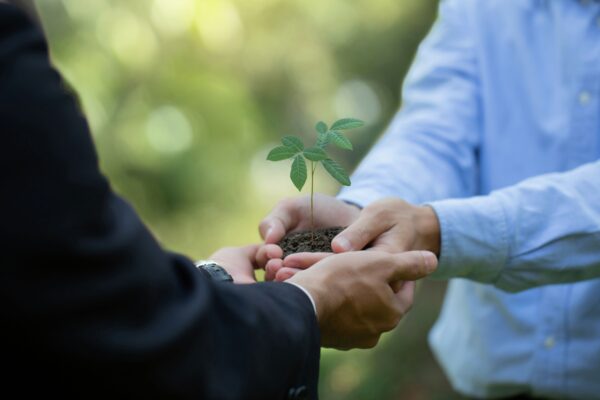 Business owner hands holding tree seedling