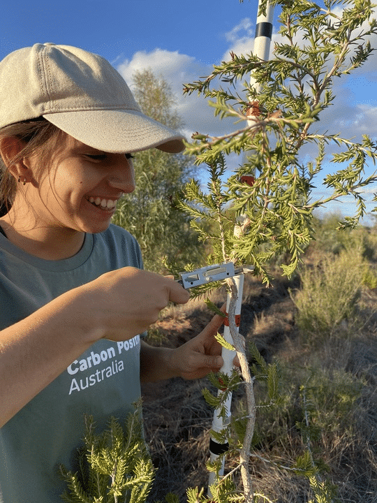 Person monitoring tree growth at planting site