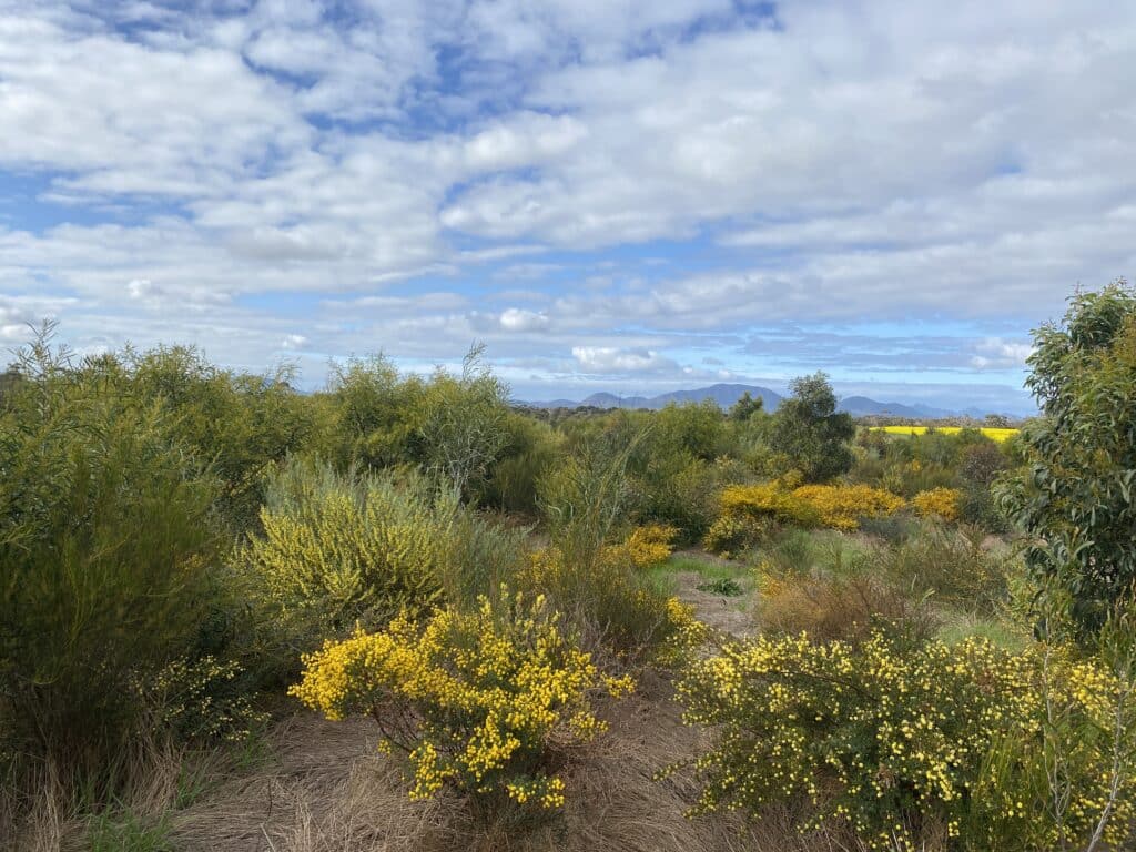 native tree planting site