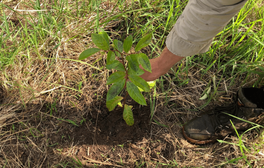 Planted tree seedling