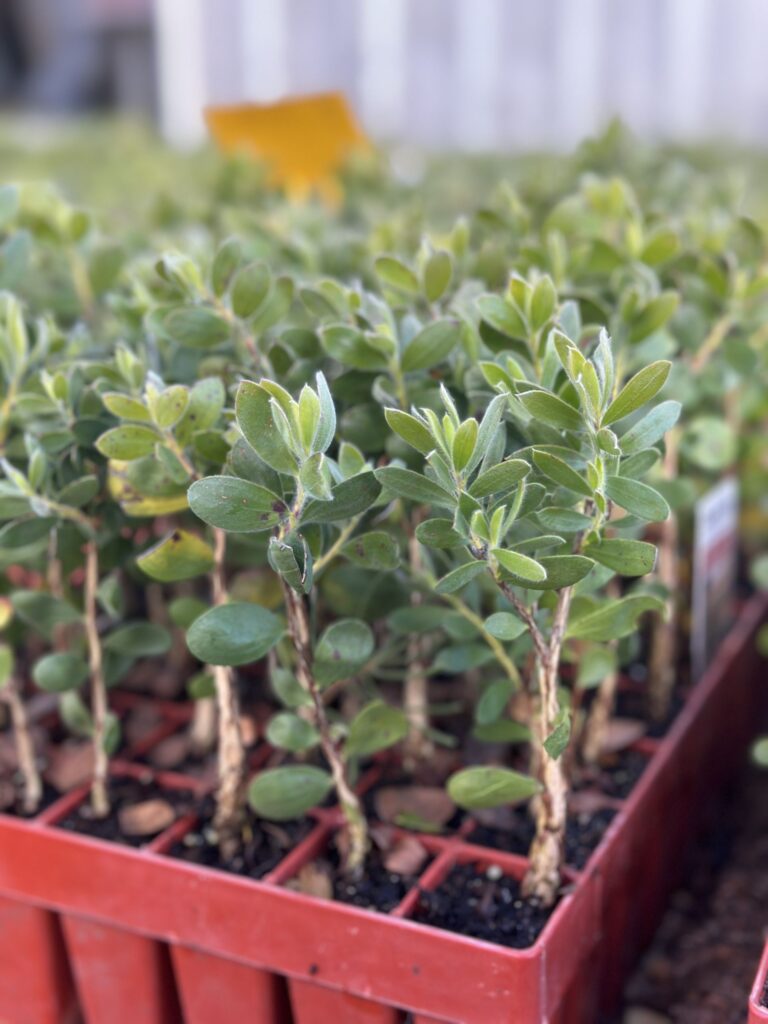 Tree seedlings ready for planting