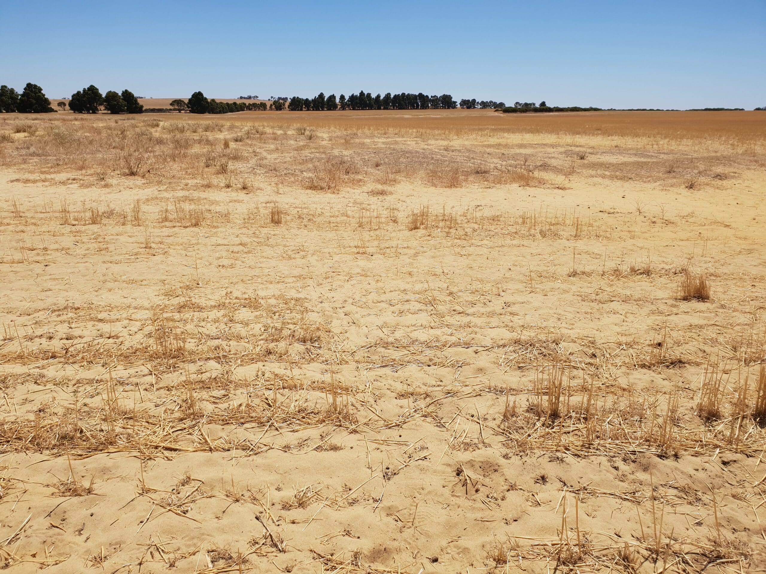 Cleared area of land with sandy yellow soil