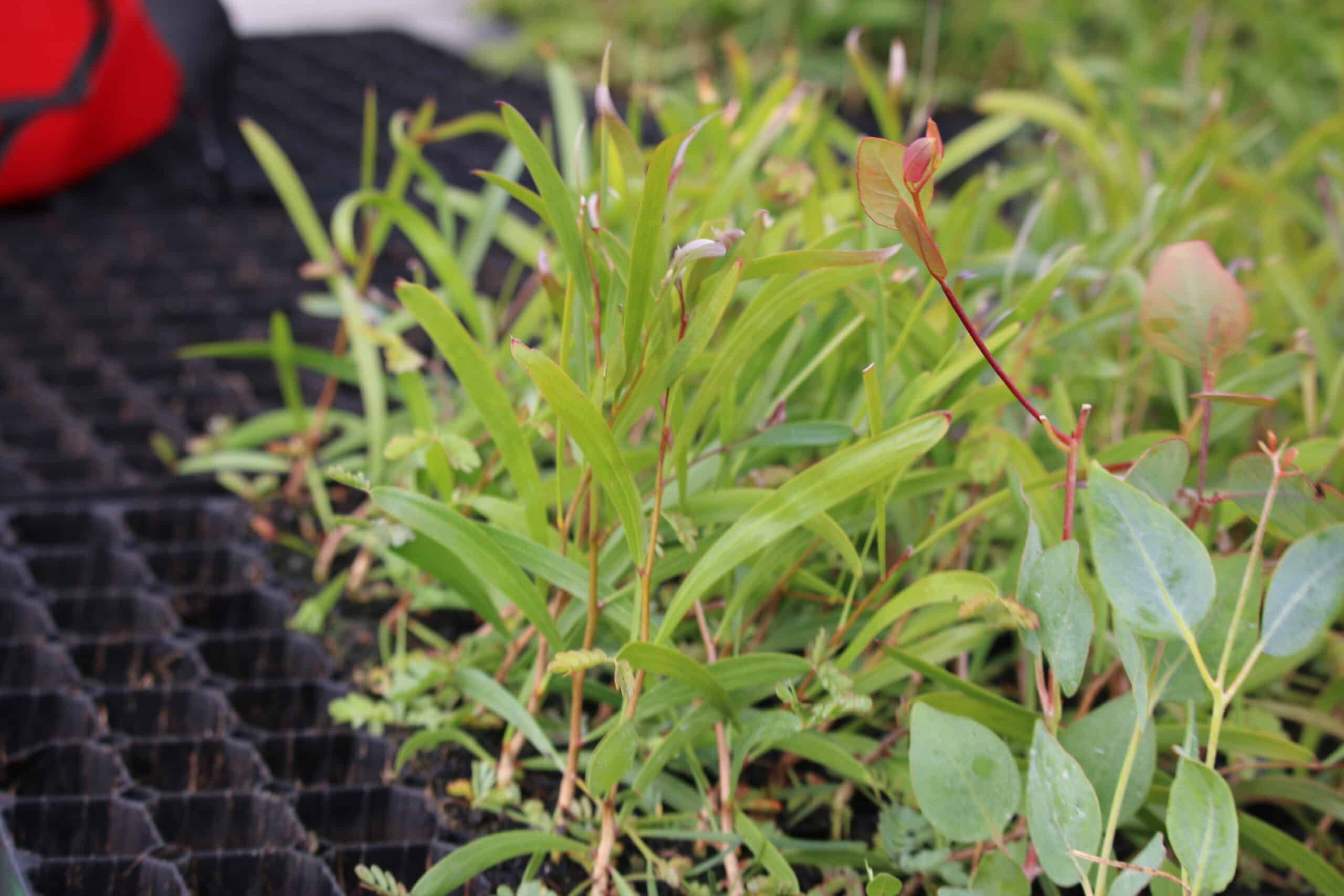 Close up of seedlings in seedling tray