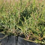 A tray of Melaleuca thyoides ('Salt Lake Honey-Myrtle') seedlings ready to be planted.