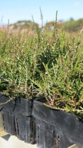 A tray of Melaleuca thyoides ('Salt Lake Honey-Myrtle') seedlings ready to be planted.