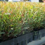 Trays of Eucaluptus sargentii ('Salt River Gum') seedlings grown-out at Parnell's Nursery ready for planting.