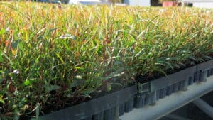Trays of Eucaluptus sargentii ('Salt River Gum') seedlings grown-out at Parnell's Nursery ready for planting.