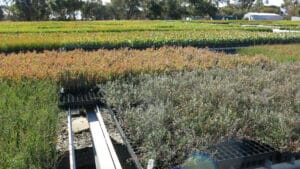 Various species of salt tolerant seedlings in trays on table