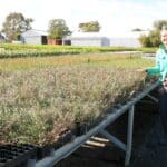 Marianne (Parnell's Nursery) alongside some of the salt-tolerant seedlings ready to be planted.